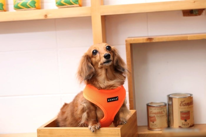 Шлейка Puppia Neon Soft PAPA-AC1325-OR-XL (оранжевый)