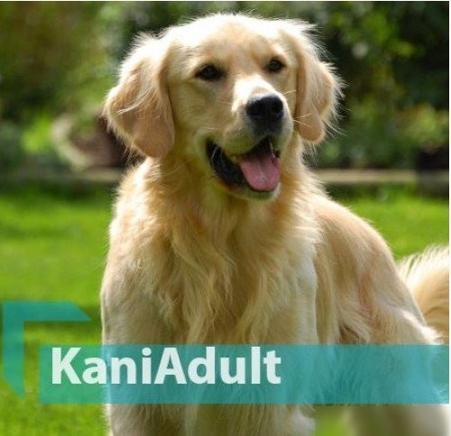 Сухой корм для собак Quicker Kani Adult Lamb 10 кг
