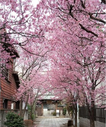Фотообои Citydecor Природа 102 200x260