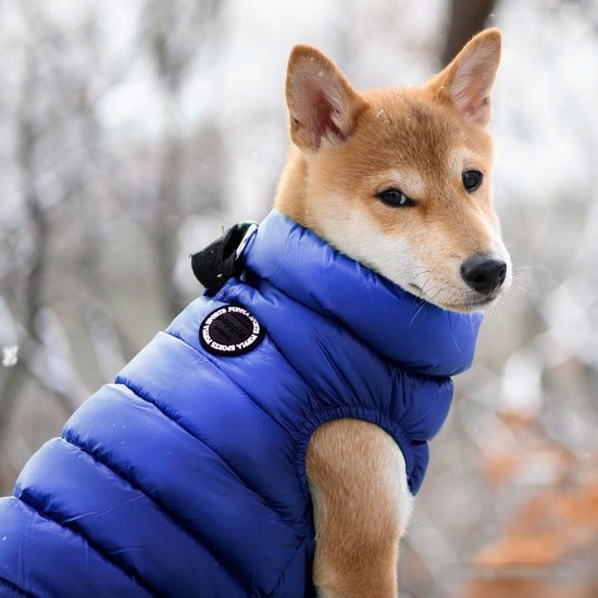 Жилетка для животных Puppia Ultra Light Vest A PAPD-JM1670-NY-S (синий)