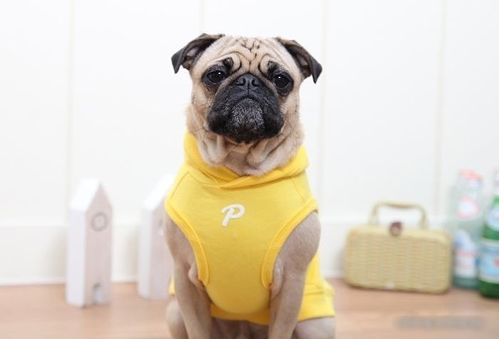 Футболка Puppia Emmy с капюшоном PARA-TS1509-YE-XS (желтый)