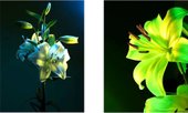 Постер Citydecor Цветы 16 30x40 см