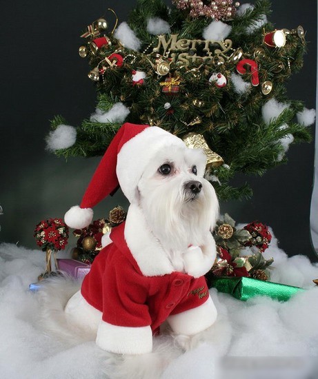 Куртка для животных Puppia Santa PDDF-SC23-RD-L (красный)