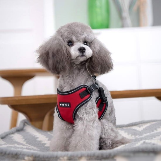 Шлейка Puppia Trek PLRA-HC9323-RD-S (красный)