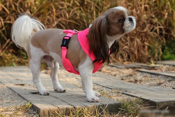 Шлейка Puppia Neon Soft PAPA-AC1325-PK-XL (розовый)
