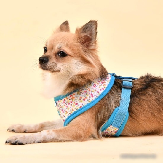 Шлейка Puppia Wildflower PAUA-HA1826-SB-XL (голубой)