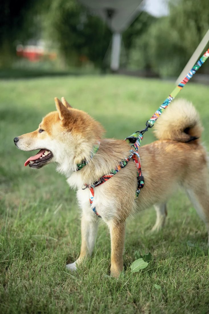 Шлея M-PETS Urban Style 10835299 (L)