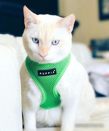 Шлейка-жилетка Puppia Soft Vest PAHA-AH305-GR-M (зеленый)