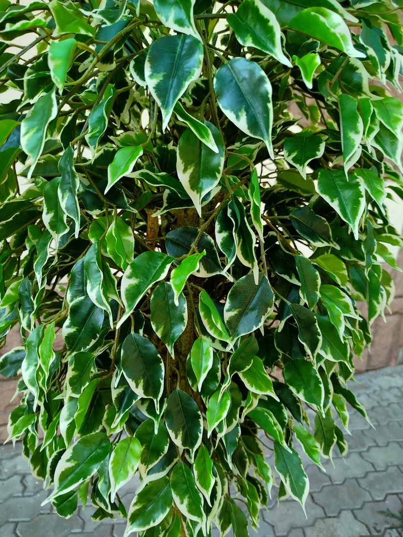Искусственное растение Forgarden Ficus Woven Trunk BN11275