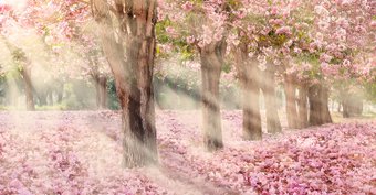 Фотообои Citydecor Сказочная природа 5 500х260