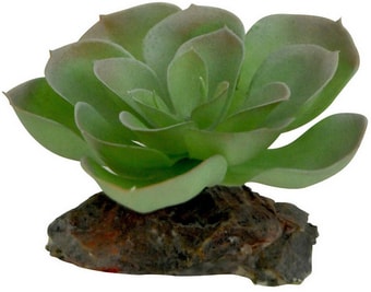 Искусственное растение Lucky Reptile Echeveria IF-83 (зеленый/красный)