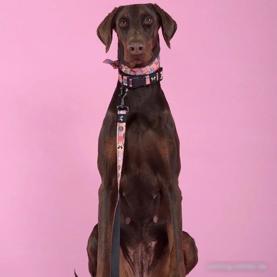 Ошейник United Pets Complete Me Forever Collar (L)
