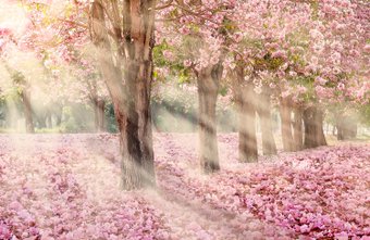 Фотообои Citydecor Сказочная природа 5 400x260