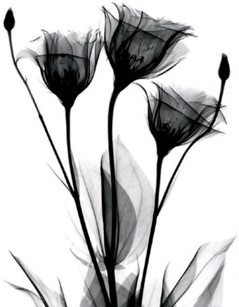 Картина Stamprint Черные цветы 1 TR016 (45x35)