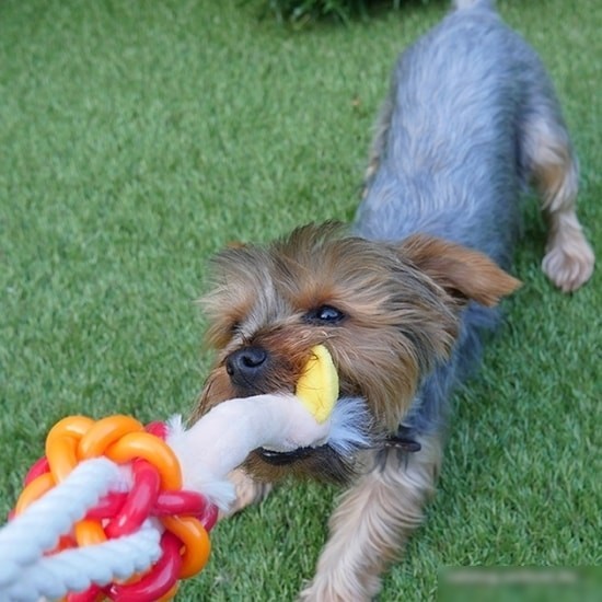 Игрушка для собак Rosewood Jolly Doggy Tough Multi Texture Ostrich 39029