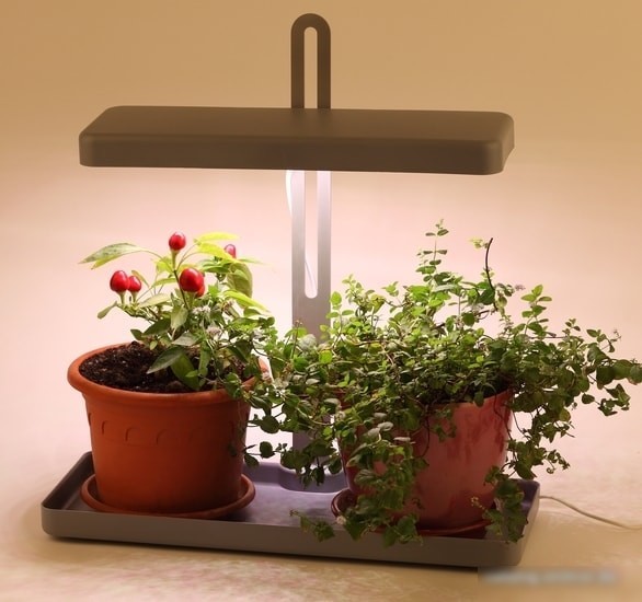 Лампа ЭРА FITO-20W-QLED-G