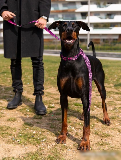 Поводок United Pets Complete Me 2 (M, identity)