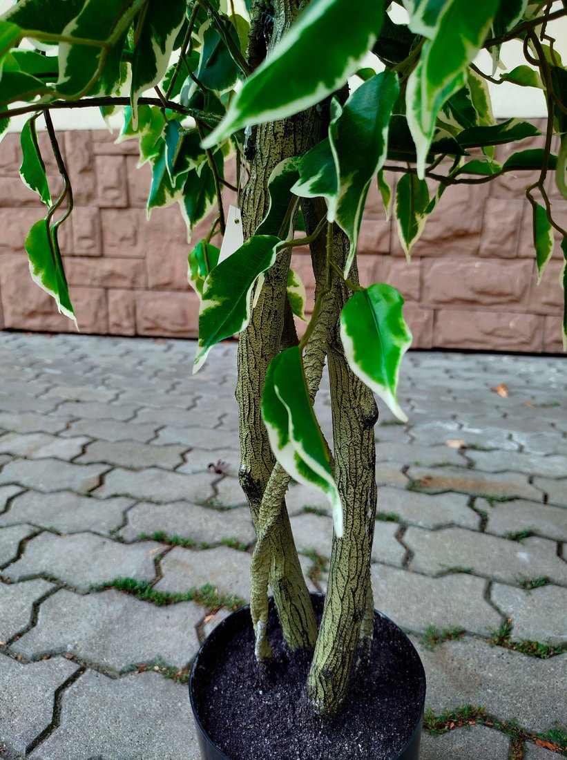 Искусственное растение Forgarden Ficus Benjamin Natural BN11271