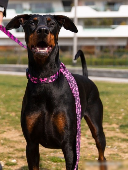 Ошейник United Pets Complete Me Identity Collar (S)