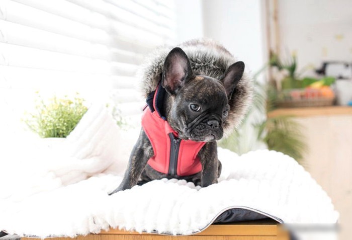 Жилетка для животных Puppia Orson PARD-VT1569-RD-L (красный)
