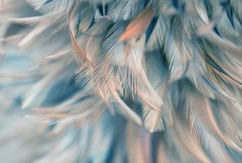 Фотообои Vimala Перья 17 270x400