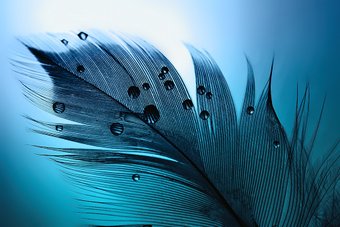 Фотообои Vimala Индиго 270x400
