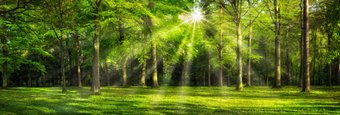 Фотообои ФабрикаФресок Солнечный Зеленый Весенний Лес 1098270 (800x270)