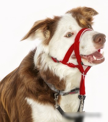 Недоуздок Halti Headcollar 12406/COA (Size 2, красный)
