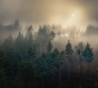 Фотообои Vimala Солнечный лес 6 270x300