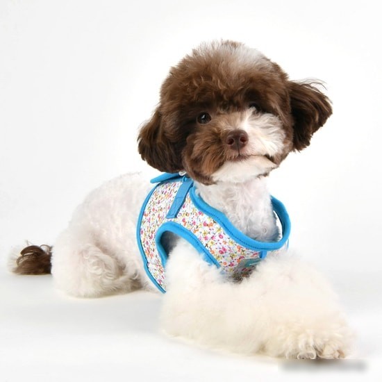Шлейка-жилетка Puppia Wildflower PAUA-HB1826-SB-L (голубой)
