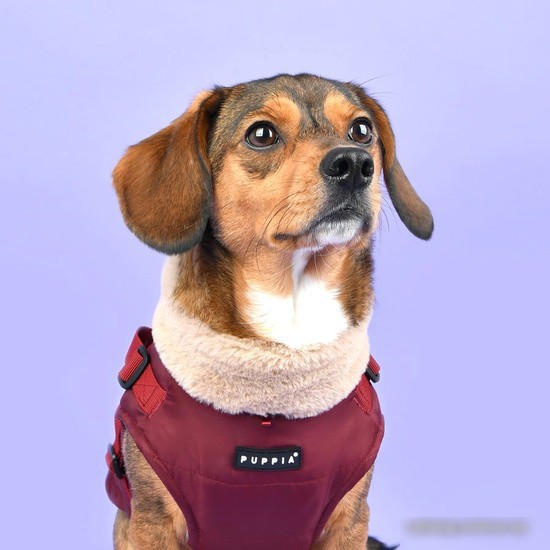 Куртка для животных Puppia Donavan PAUD-VT1853-WN-L (красный)