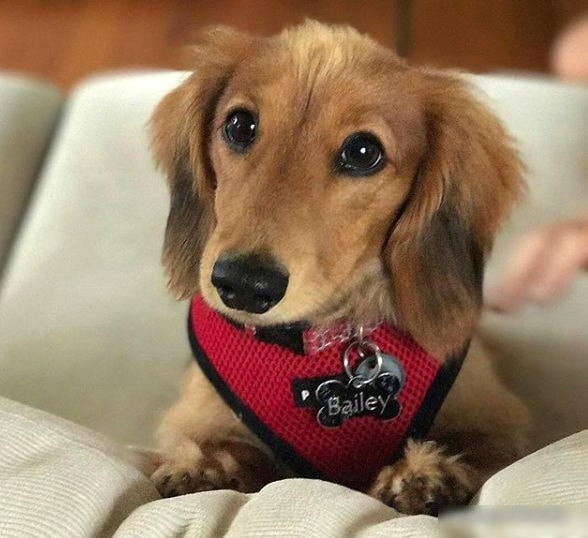 Шлейка Puppia Ritefit PAJA-AC617-RD-XL (красный)