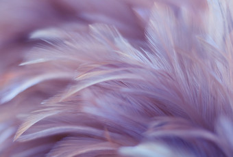 Фотообои Vimala Перья 19 270x400