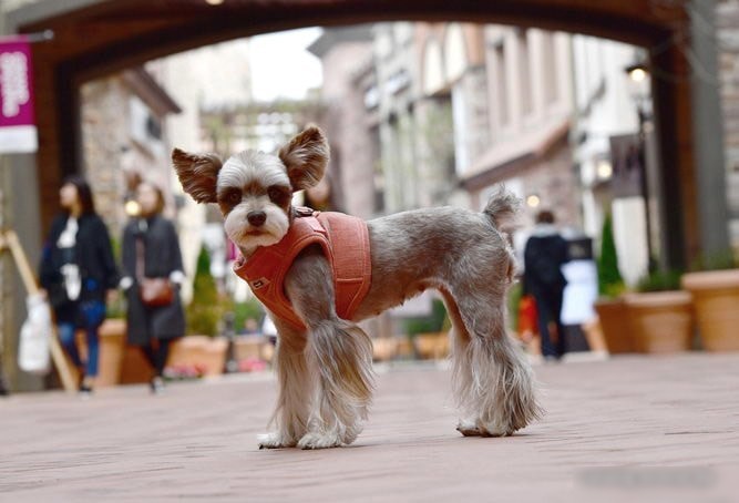 Шлейка Puppia Classy PARD-HB1585-PE-L (оранжевый)
