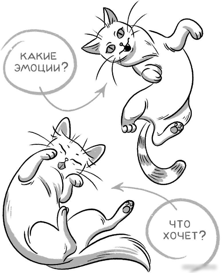 Книга издательства АСТ. СаМЯУчитель. Как правильно играть с кошкой (Орлова А.)
