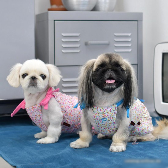 Футболка Puppia WildFlower PAUB-TS1806-PK-M (розовый)