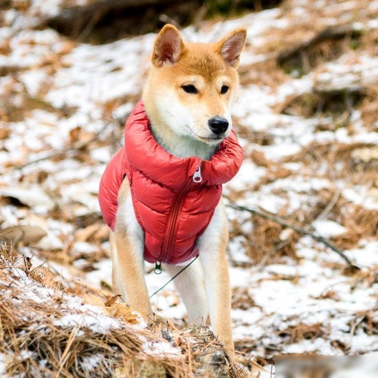 Жилетка для животных Puppia Ultra Light Vest A PAPD-JM1670-RD-S (красный)