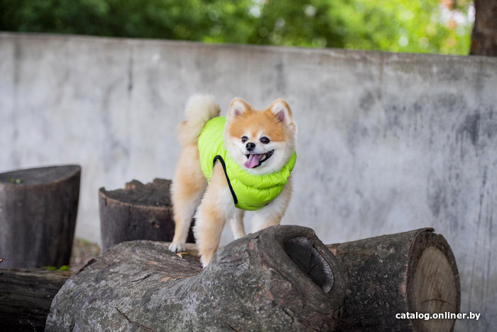 Жилетка для животных Puppia Vest B PAPD-JM1671-GR-S (зеленый)