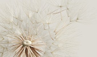 Фотообои Vimala 3D Одуванчик макро 270x400