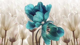 Фотообои Vimala 3D Тюльпаны 270x400