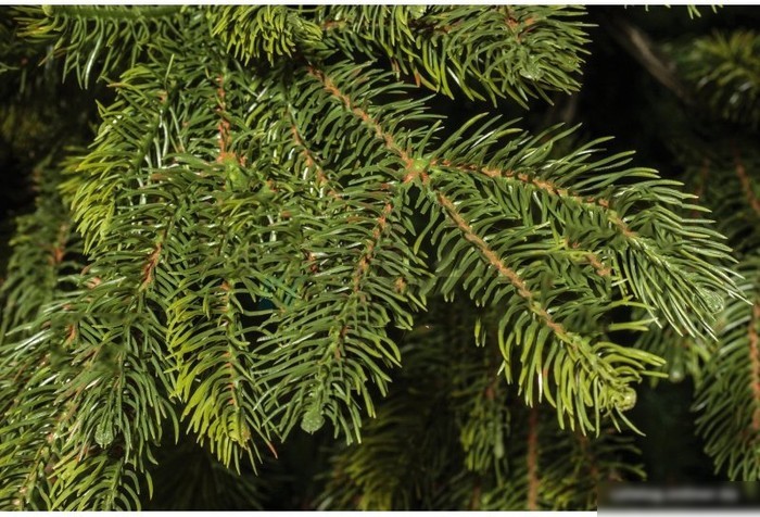 Ель National Tree Company Таежная ТЖ-150 150 см