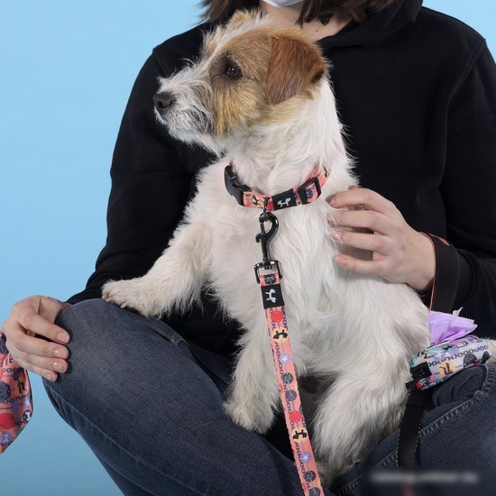 Ошейник United Pets Complete Me Forever Collar (S)