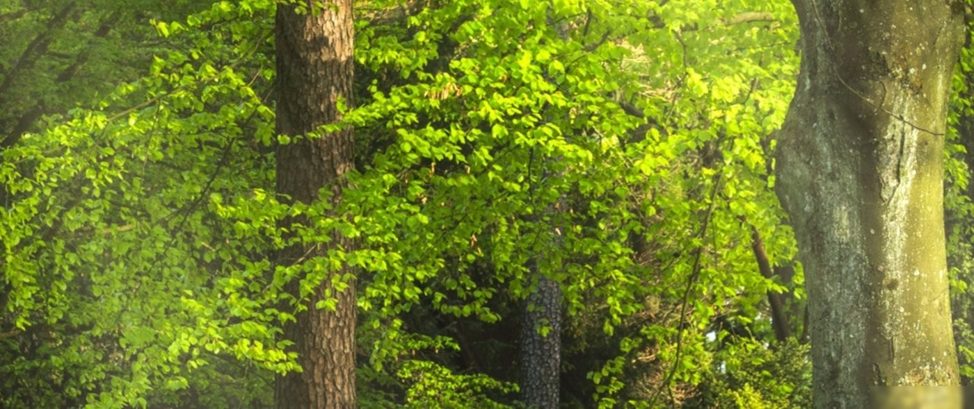 Фотообои ФабрикаФресок Солнечный Зеленый Весенний Лес 1096270 (600x270)