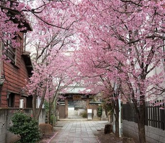 Фотообои Citydecor Природа 102 300x260