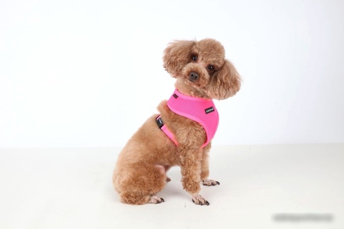 Шлейка Puppia Neon Soft PAPA-AC1325-PK-XL (розовый)