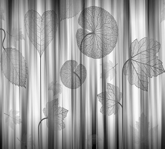 Фотообои Vimala Мелоди 270x300