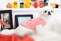 Футболка Puppia Simon PASA-TS1602-IP-M (розовый)