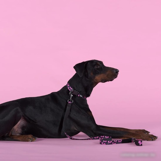 Ошейник United Pets Complete Me Identity Collar (S)