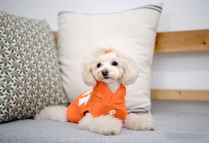 Свитер для животных Puppia Emmy PARA-TS1509-OR-ХL (оранжевый)