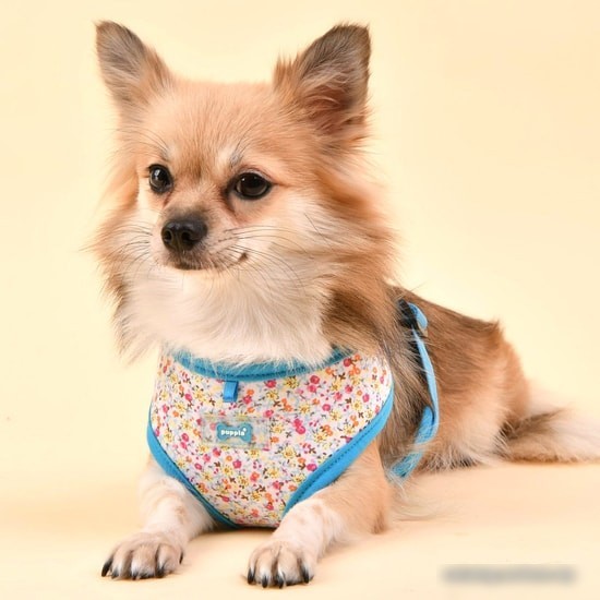 Шлейка Puppia Wildflower PAUA-HA1826-SB-XL (голубой)